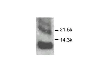 Anti-CXCL10 / IP10 antibody used in Western Blot (WB). GTX27206