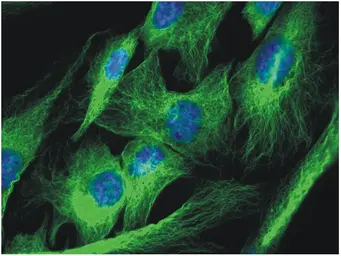 Anti-alpha Tubulin antibody [TU-01] used in Immunocytochemistry/ Immunofluorescence (ICC/IF). GTX27750