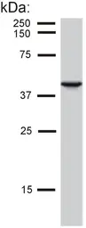 Anti-Cytokeratin 19 antibody [BA-17] used in Western Blot (WB). GTX27755