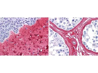 Anti-Collagen III antibody used in IHC (Paraffin sections) (IHC-P). GTX27778