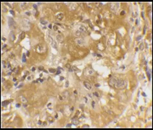 Anti-Bim antibody used in Immunohistochemistry (IHC). GTX27888