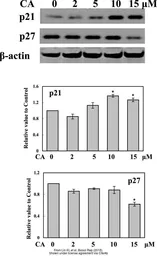 Anti-p21 Cip1 antibody used in Western Blot (WB). GTX27960