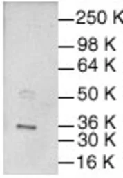 Anti-c-Jun antibody used in Western Blot (WB). GTX27964