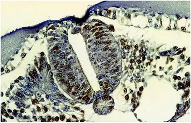Anti-BrdU antibody [MoBu-1] used in IHC (Paraffin sections) (IHC-P). GTX28039