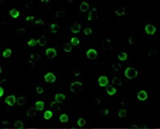 Anti-FLASH antibody used in Immunocytochemistry/ Immunofluorescence (ICC/IF). GTX28420