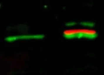 Anti-AKT antibody used in Western Blot (WB). GTX28805
