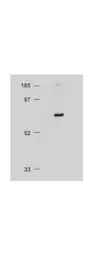 Anti-AKT antibody used in Western Blot (WB). GTX28805