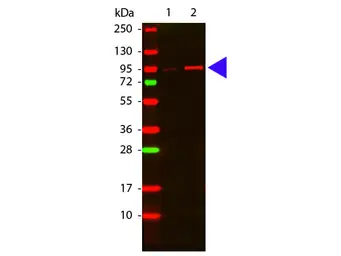Anti-AKT (phospho Thr308) antibody used in Western Blot (WB). GTX28933