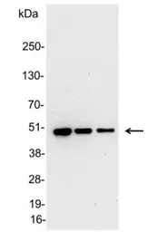 Anti-V5 tag antibody used in Western Blot (WB). GTX29137