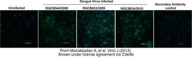 Anti-Dengue virus Type 1, 2, 3 & 4 antibody [D1-11(3)] used in Immunocytochemistry/ Immunofluorescence (ICC/IF). GTX29202