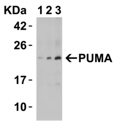 Anti-PUMA antibody used in Western Blot (WB). GTX29643