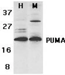 Anti-PUMA antibody used in Western Blot (WB). GTX29643