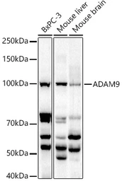 Anti-ADAM9 antibody used in Western Blot (WB). GTX30025