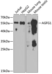 Anti-RIP / Rab antibody used in Western Blot (WB). GTX30032