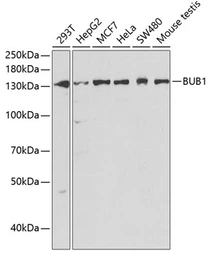 Anti-BUB1 antibody used in Western Blot (WB). GTX30097