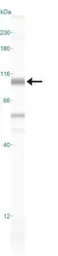 Anti-HIF1 beta antibody used in Western Blot (WB). GTX30109