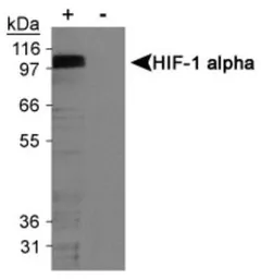 Anti-HIF1 alpha antibody [H1alpha67] used in Western Blot (WB). GTX30115