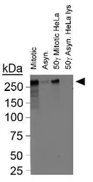 Anti-CENPF antibody used in Western Blot (WB). GTX30232