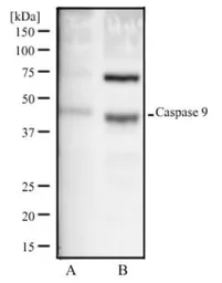 Anti-Caspase 9 antibody [LAP6 96-2-22] used in Western Blot (WB). GTX30245