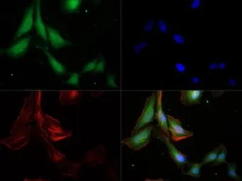 Anti-Caspase 9 antibody [LAP6 96-2-22] used in Immunocytochemistry/ Immunofluorescence (ICC/IF). GTX30245