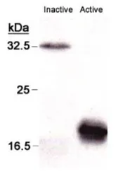 Anti-Caspase 3 antibody [CPP32 4-1-18] used in Western Blot (WB). GTX30246