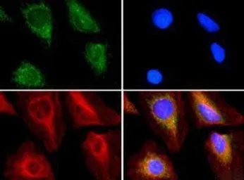 Anti-ABCE1 antibody used in Immunocytochemistry/ Immunofluorescence (ICC/IF). GTX30470