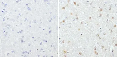 Anti-GATA3 antibody [1A12-1D9] used in IHC (Paraffin sections) (IHC-P). GTX30600
