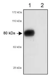 Anti-SR-BI + SR-BII antibody used in Western Blot (WB). GTX30630