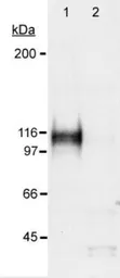 Anti-HIF1 alpha antibody used in Western Blot (WB). GTX30647