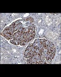 Anti-Nestin antibody [10C2] used in IHC (Paraffin sections) (IHC-P). GTX30671