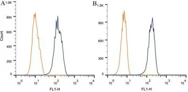 Anti-Nestin antibody [10C2] used in Flow cytometry (FCM). GTX30671