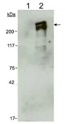 Anti-Nestin antibody [10C2] used in Western Blot (WB). GTX30671
