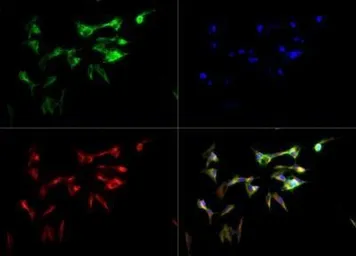 Anti-CYP46A1 antibody used in Immunocytochemistry/ Immunofluorescence (ICC/IF). GTX30682