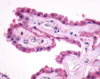 Anti-PPAR gamma antibody used in Western Blot (WB). GTX30762