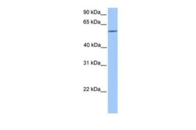 Anti-ERF antibody, C-term used in Western Blot (WB). GTX30788