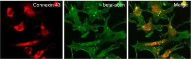 Goat Anti-Rabbit IgG antibody (DyLight680). GTX30811