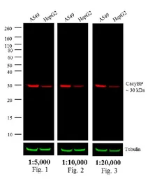Goat Anti-Rabbit IgG antibody (DyLight680). GTX30811