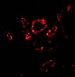 Anti-SLUG antibody used in IHC (Paraffin sections) (IHC-P). GTX30813