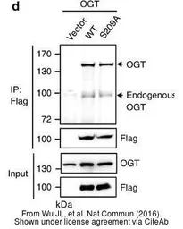 Anti-O-GlcNAc transferase antibody used in Western Blot (WB). GTX30868
