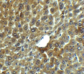 Anti-LAMP2 antibody used in IHC (Paraffin sections) (IHC-P). GTX30881