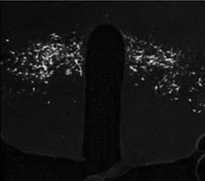 Anti-Neuropeptide B antibody used in IHC (Free Floating) (IHC (Free Floating)). GTX31068