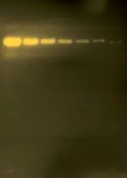 Anti-alpha Tubulin antibody [236-10501] used in Western Blot (WB). GTX31126