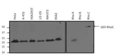 Anti-RhoA + RhoC antibody [1B3-4A10] used in Western Blot (WB). GTX31144