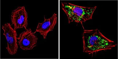 Anti-SOD2 antibody [1H6] used in Immunocytochemistry/ Immunofluorescence (ICC/IF). GTX31147