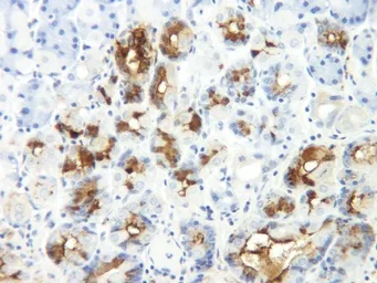 Anti-TFF-2 antibody used in IHC (Paraffin sections) (IHC-P). GTX31203