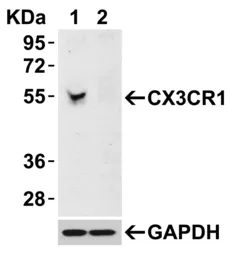 Anti-CX3CR1 antibody used in Western Blot (WB). GTX31260