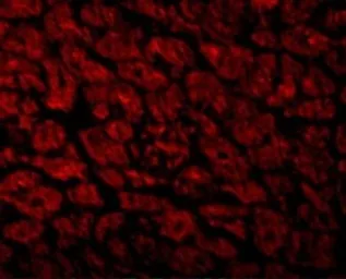 Anti-CX3CR1 antibody used in IHC (Paraffin sections) (IHC-P). GTX31260