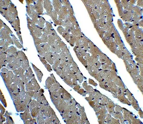 Anti-CX3CR1 antibody used in IHC (Paraffin sections) (IHC-P). GTX31260