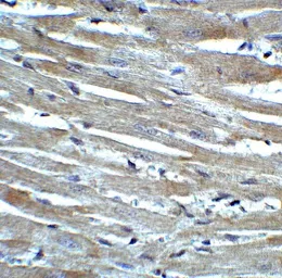 Anti-CX3CR1 antibody used in IHC (Paraffin sections) (IHC-P). GTX31260