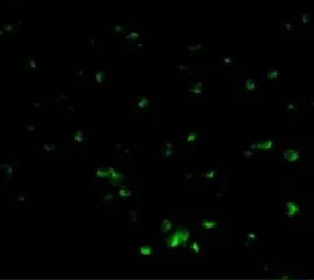 Anti-DFFB antibody used in Immunocytochemistry/ Immunofluorescence (ICC/IF). GTX31262